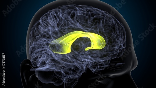 Bilde på lerret 3d illustration of human brain corpus callosum anatomy.