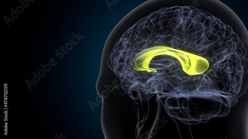 3d illustration of human brain corpus callosum anatomy.
 photo