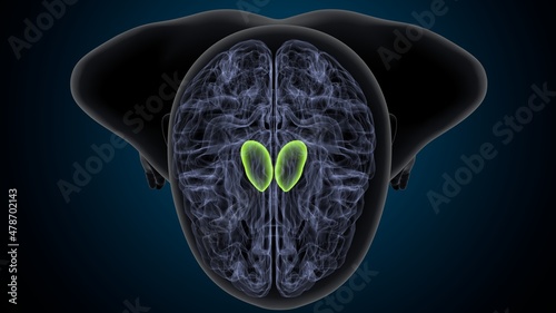 3d illustration of human brain putamen anatomy. photo