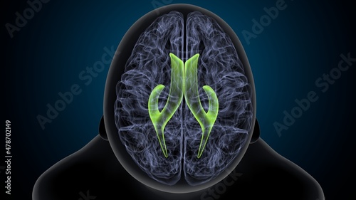 3d illustration of human brain lateral ventricle anatomy
