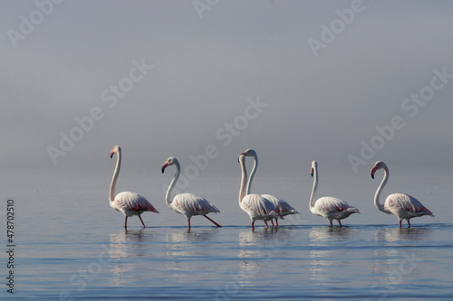  Flock of pink african flamingos  walking around the blue lagoon on the background of bright sky on a sunny day. © Yuliia Lakeienko