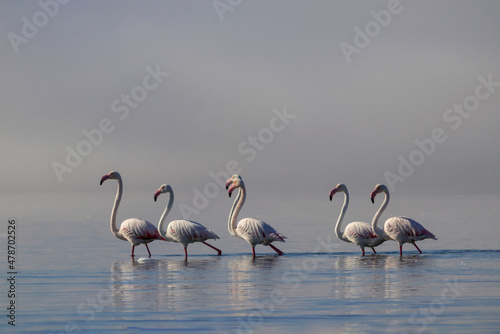 Wild african birds. Group birds of pink flamingos walking around the blue lagoon on a sunny day