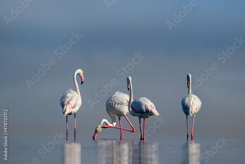 Wild african birds. Group birds of white african flamingos  walking around the blue lagoon on a sunny day © Yuliia Lakeienko