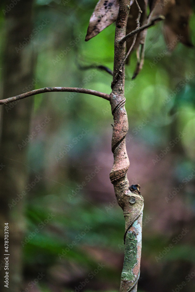 Fototapeta premium tree in the forest
