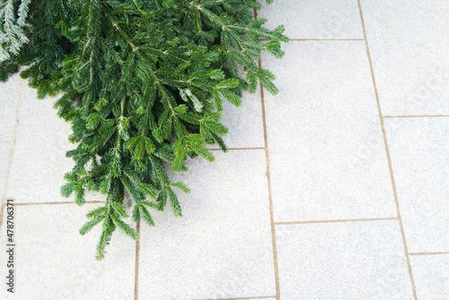 Pine tree brunches on the grey tiles