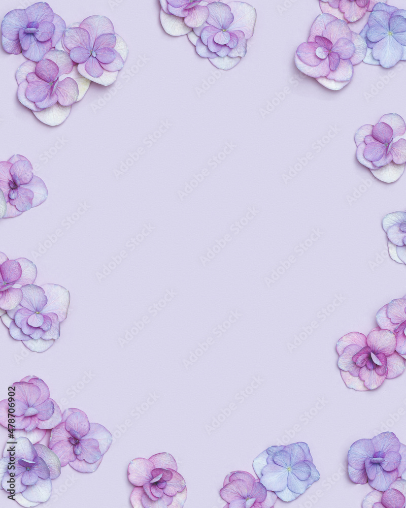 Natural Hydrangea flower, minimal floral frame violet monochrome colored. Layout with fresh flowers. Spring holiday concept, for Mothers day, 8 March, Womens day.