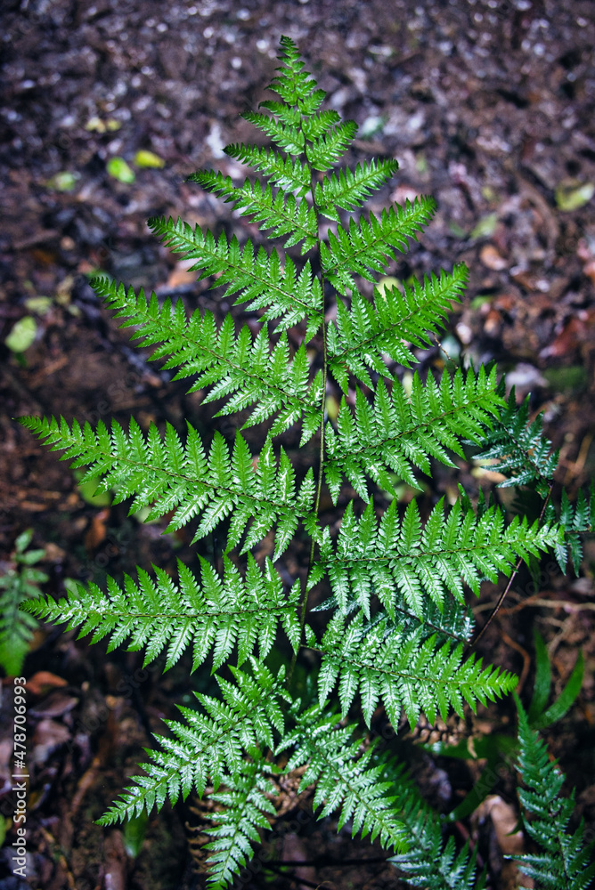 fern leaves fern leaves