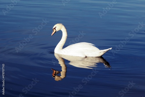 swan on the lake