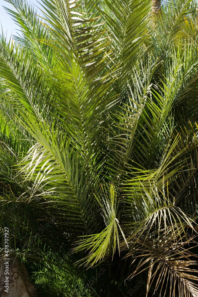 Tropical date palms