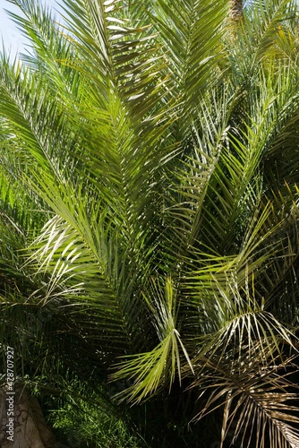 Tropical date palms © sashapritchard