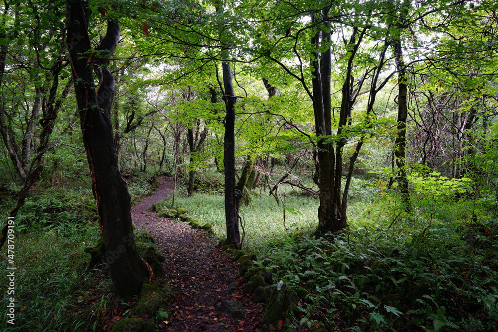 a fascinating autumn forest in the sunlight a fascinating autumn forest in the sunlight