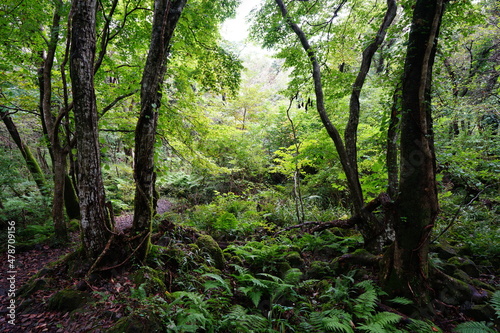 a fascinating autumn forest in the sunlight
