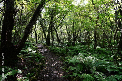 Fototapeta Naklejka Na Ścianę i Meble -  a pathway through thick wild forest