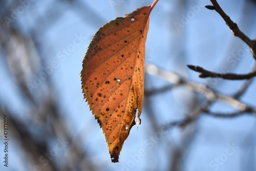 落ちずに残った一枚の紅葉 photo