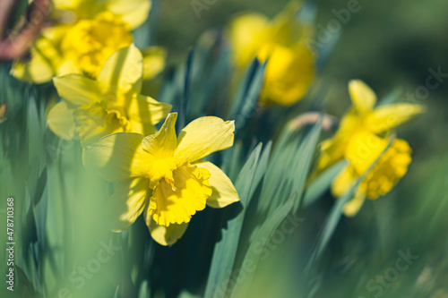 Narcissus flower closeup in spring. Bright yellow daffodil blooms in a sunlit outdoor garden in Poland. Selective focus on the details, blurred background.