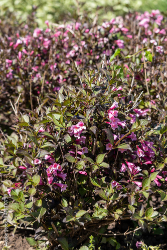 Young flowering bush Weigela hybrida 'Boskoop Glory'