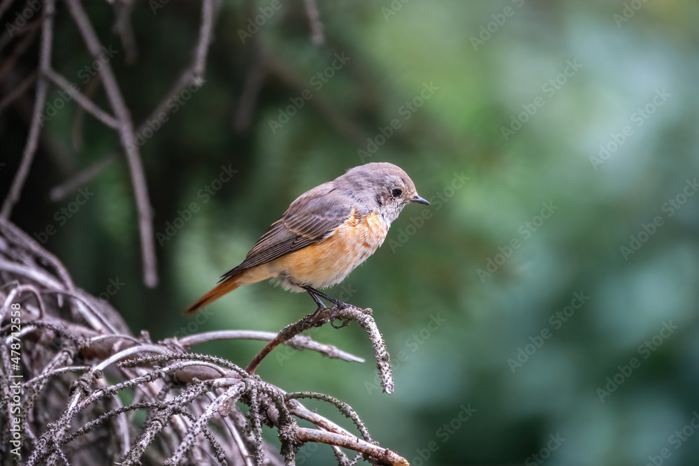 The common redstart female, Phoenicurus phoenicurus, is photographed in close-up sitting on a branch against a blurred background. The common redstart female, Phoenicurus phoenicurus, is photographed in close-up sitting on a branch against a blurred background.