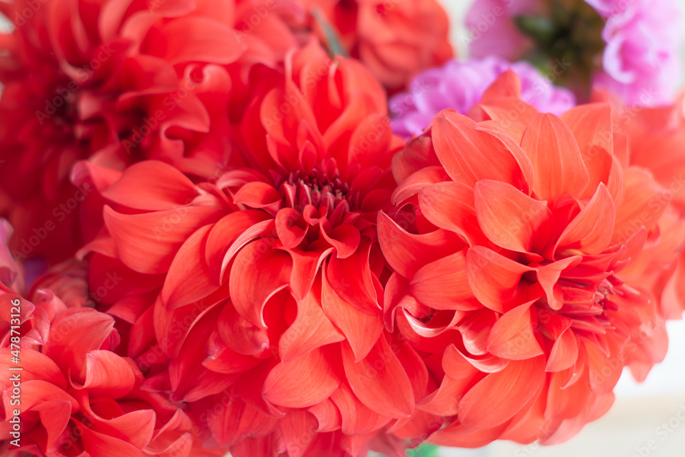 Bouquet of red dahlias close-up. Flower petals.