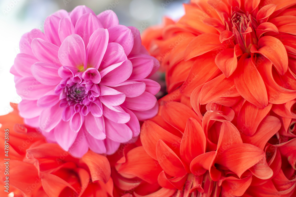 A bouquet of red and purple dahlias in close-up. Flower petals.