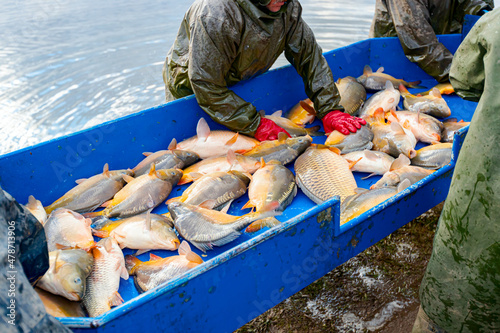 Fishermen in waterproof overalls sorting crap fish from fishpond, harvest at fish farm photo