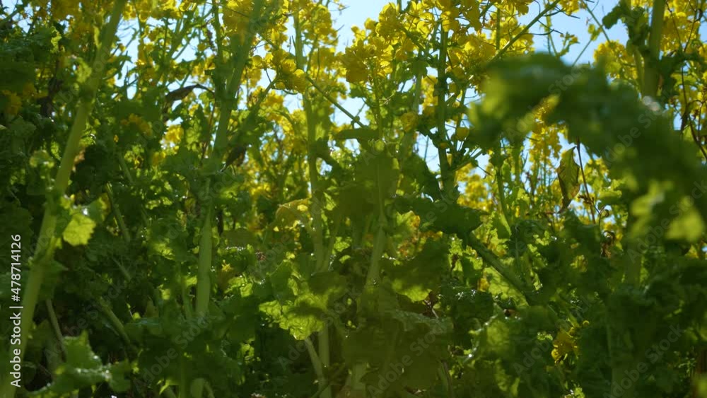 Tilt-up Video of a field of canola blossoms. Tilt-up Video of a field of canola blossoms.