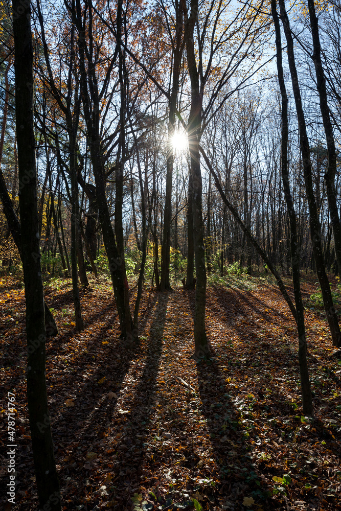 Fototapeta premium deciduous trees during leaf fall in autumn