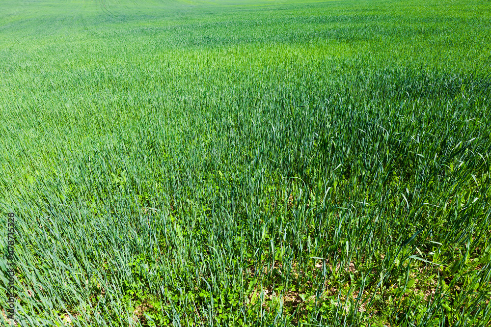 an agricultural field on which cereal plants are grown an agricultural field on which cereal plants are grown