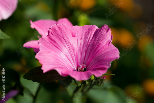 small pink flowers close up