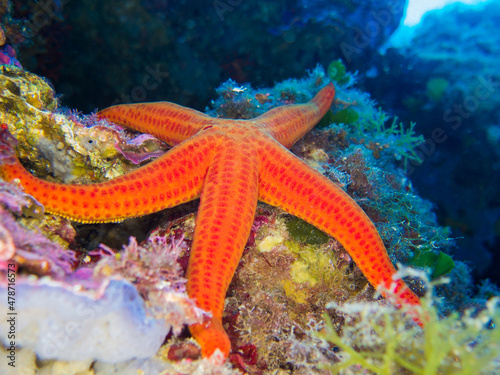 Unterwasserwelt Mittelmeer   Toskana  Elba 