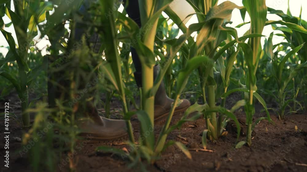 Agriculture. Farmer in rubber boots walk through cornfield. Maize plantation at sunset.Farmer feet in rubber boot on fertile soil.Corn farm at sunset.Growing green plants on farm.Green corn plantation Agriculture. Farmer in rubber boots walk through cornfield. Maize plantation at sunset.Farmer feet in rubber boot on fertile soil.Corn farm at sunset.Growing green plants on farm.Green corn plantation