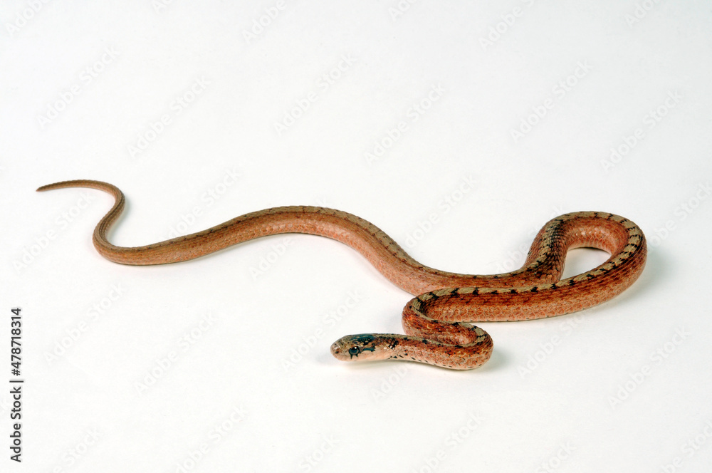 DeKay's Brown Snake // Braunnatter (Storeria dekayi) DeKay's Brown Snake // Braunnatter (Storeria dekayi)