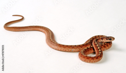 DeKay's Brown Snake // Braunnatter (Storeria dekayi) photo
