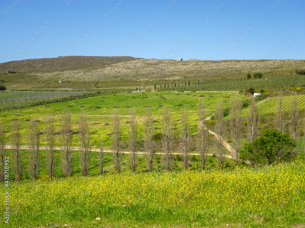 Fototapeta premium rural landscape in the spring time