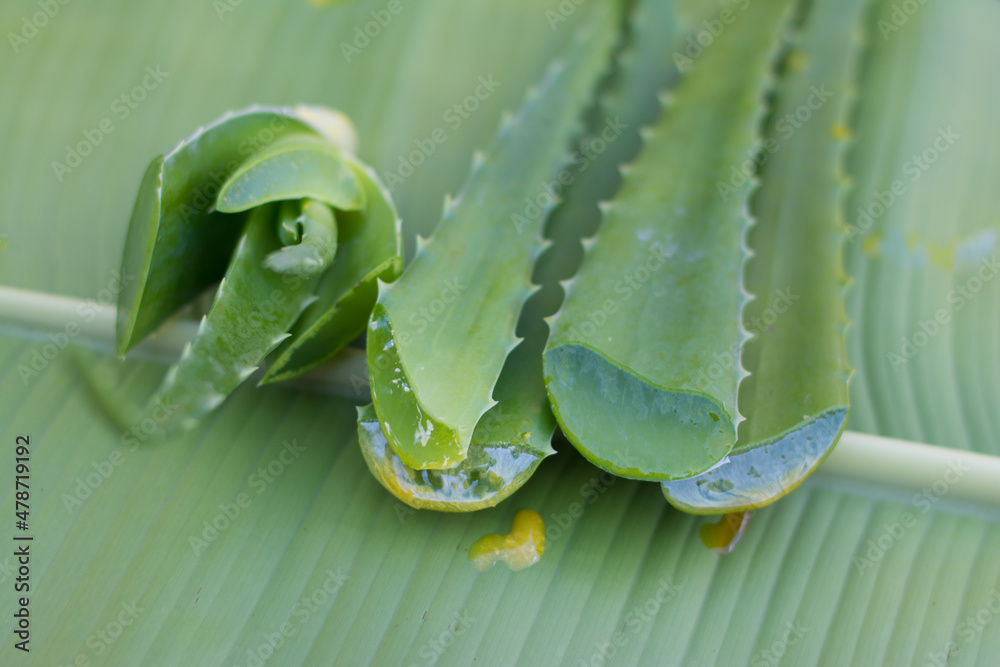 Naklejka premium Slice Aloe Vera (Aloe barbadensis Mill.,Star cactus, Aloe, Aloin, Jafferabad or Barbados) a very useful herbal medicine for skin care and hair care. aloe vera on wooden table