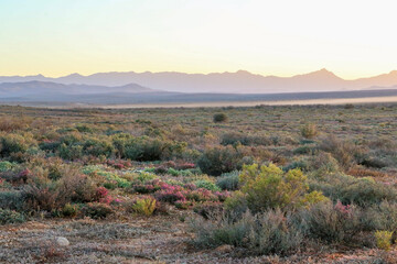 Papier peint photo Pantone 2025 Mocha Mousse early morning view of the spring landscape of the karoo with mountains and mist  © Antje