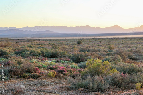 early morning view of the spring landscape of the karoo with mountains and mist
