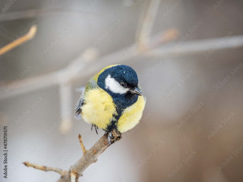 Obraz premium Cute bird Great tit, songbird sitting on a branch without leaves in the autumn or winter.