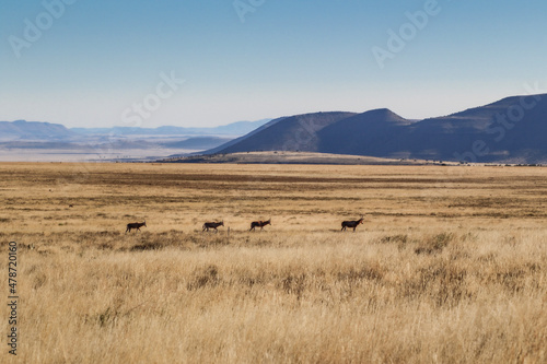 blesbok walking across the grass plains in front on scenic mountain backdrop © Antje
