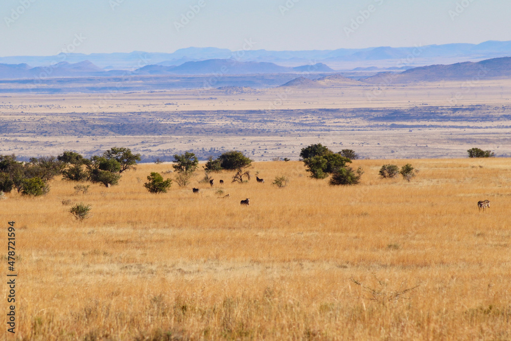 dotted wildlife in the scenic eastern cape open grasslands