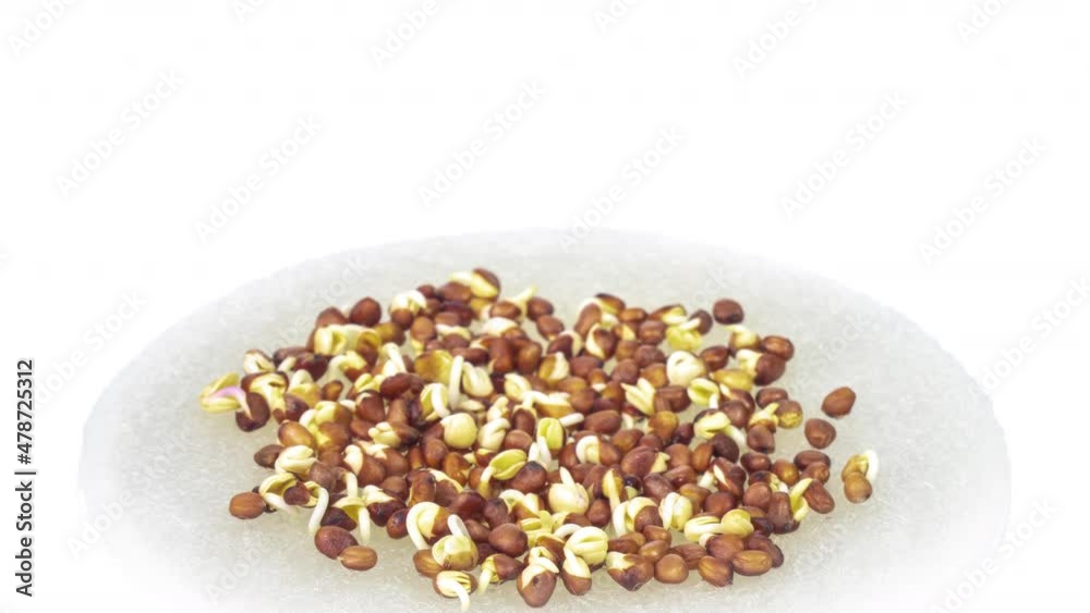 Micro greens sprouts of radish close up. Healthy eating concept. Microgreens growing. Health and growth concept. Micro greens sprouts of radish close up. Healthy eating concept. Microgreens growing. Health and growth concept.