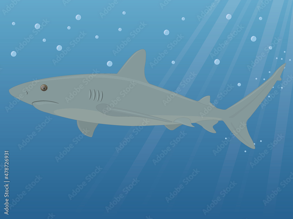 Grey reef shark underwater vector illustration