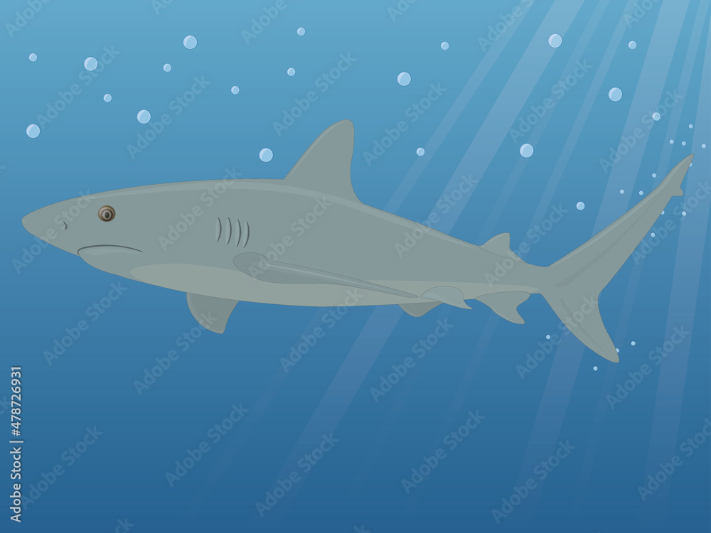 Fototapeta premium Grey reef shark underwater vector illustration