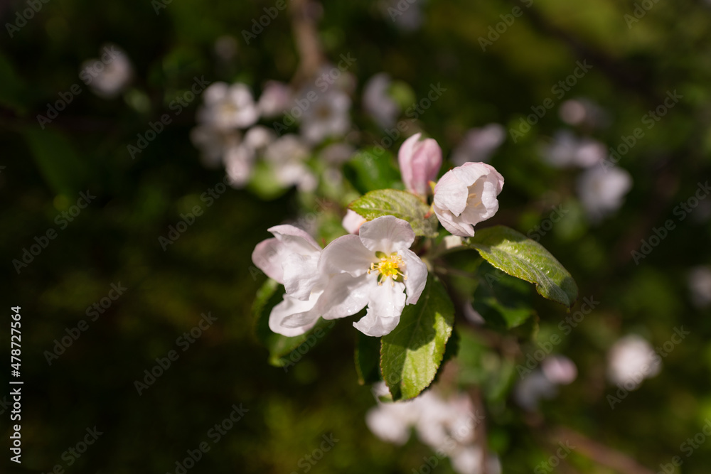 Fototapeta premium Charming view of a blossoming apple tree. Inflorescences in the sunlight. Variety Antonovka. Close-up. Pseudo Macro.