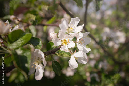 Charming view of a blossoming apple tree. Inflorescences in the sunlight. Variety Antonovka. Close-up. Pseudo Macro. photo