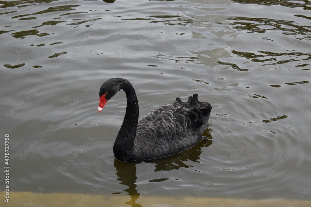 Fototapeta premium A beautiful black swan with a red beak swimming in a pond in a park in Madrid