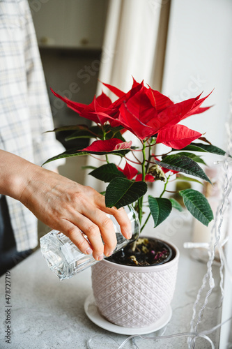 Woman watering poinsettia plant on window sill at home photo