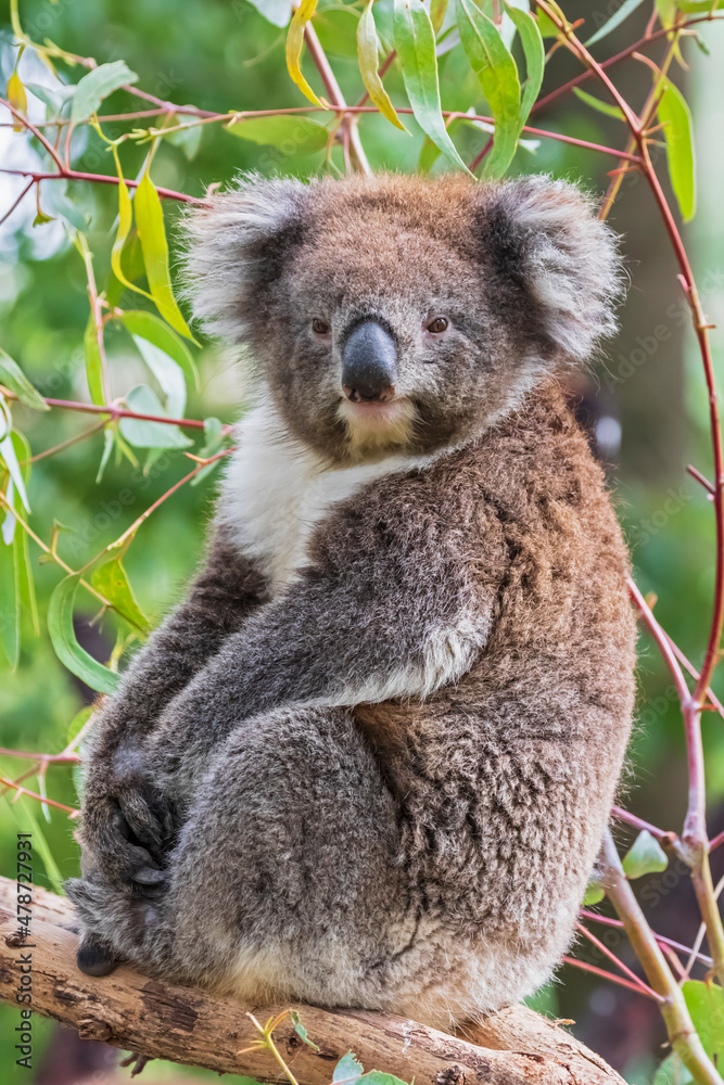 Portrait of koala (Phascolarctos cinereus) sitting on tree branch Portrait of koala (Phascolarctos cinereus) sitting on tree branch