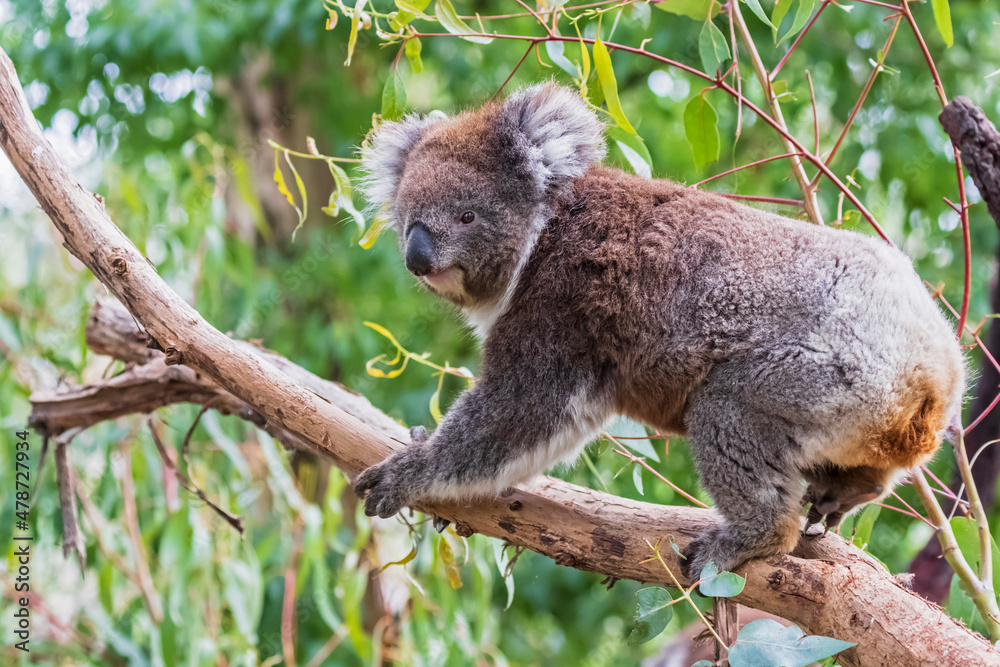 Koala (Phascolarctos cinereus) climbing tree branch Koala (Phascolarctos cinereus) climbing tree branch