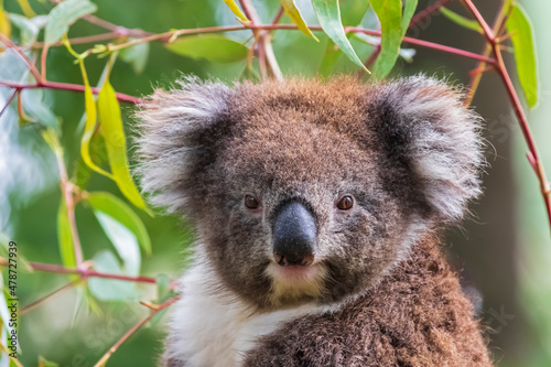Portrait of koala (Phascolarctos cinereus) looking straight at camera photo