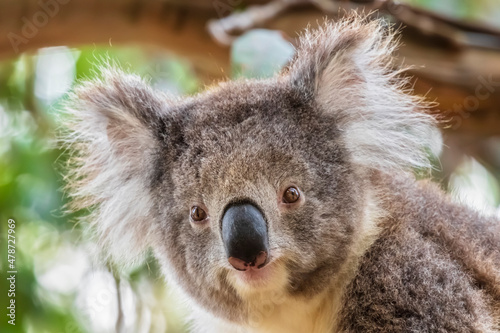 Portrait of koala (Phascolarctos cinereus) looking straight at camera photo